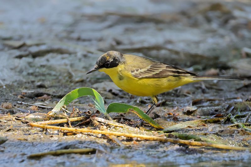 Black-headed Wagtail (Motacilla flava ssp feldegg)
