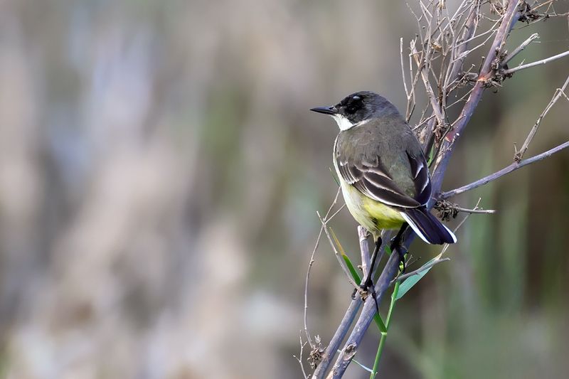 Black-headed Wagtail (Motacilla flava ssp feldegg)