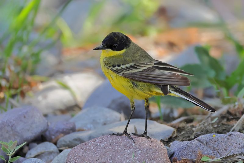 Black-headed Wagtail (Motacilla flava ssp feldegg)