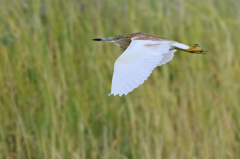 Squacco Heron (Ardeola ralloides)