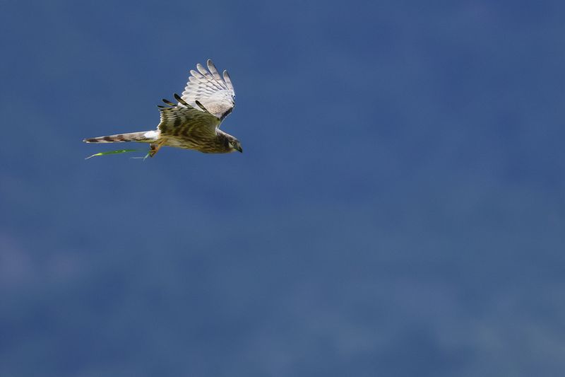 Montagu's Harrier (Circus pygargus)