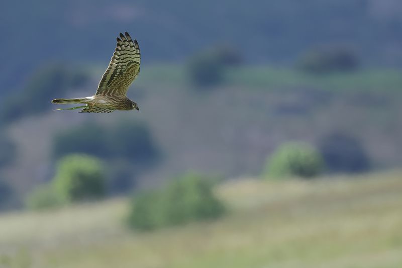 Montagu's Harrier (Circus pygargus)