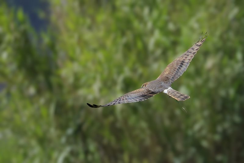 Gallery Montagu's Harrier