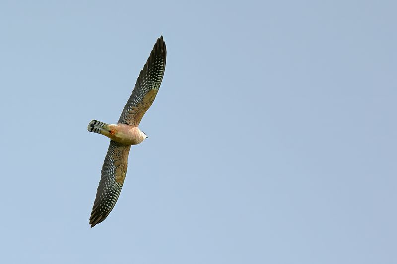 Red Footed Falcon (Falco vespertinus)