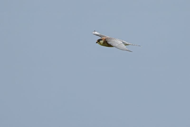 Red Footed Falcon (Falco vespertinus)