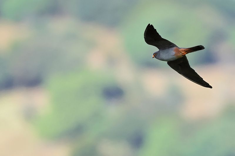 Red Footed Falcon (Falco vespertinus)