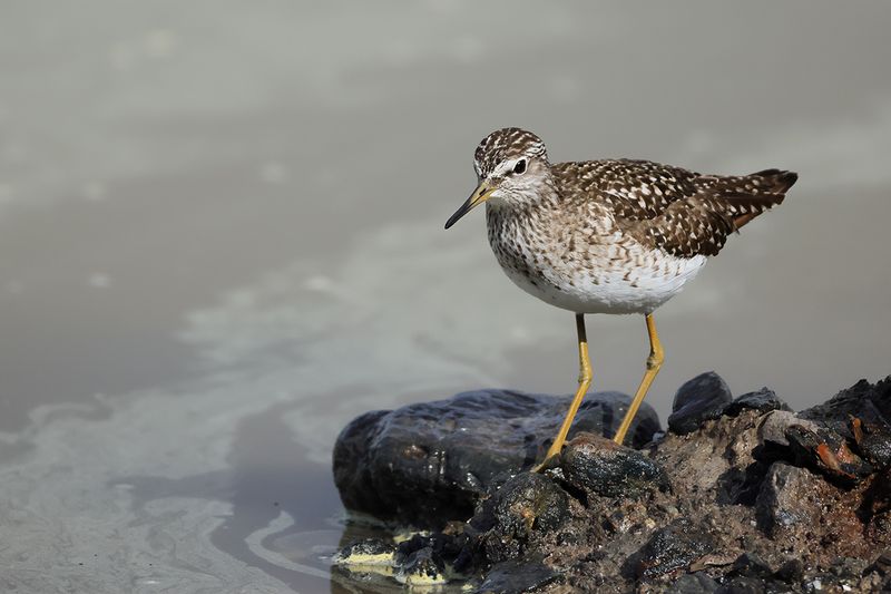 Wood Sandpiper (Tringa glareola)