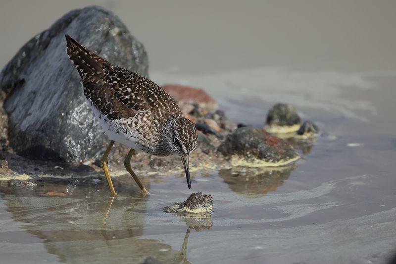 Wood Sandpiper (Tringa glareola)