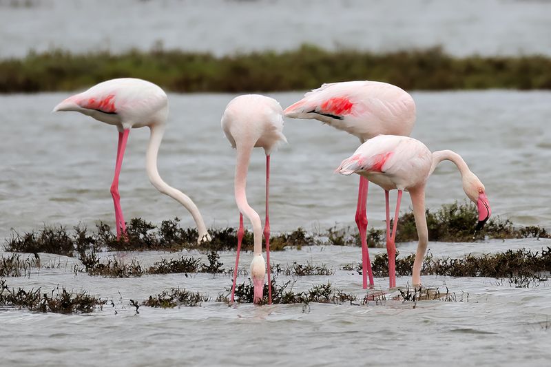 Flamingo (Phoenicopterus roseus)