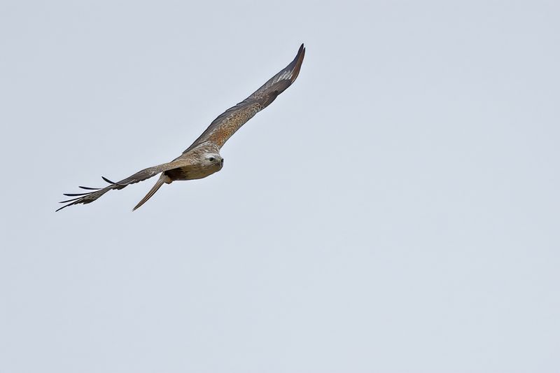 Long-legged Buzzard (Buteo rufinus)