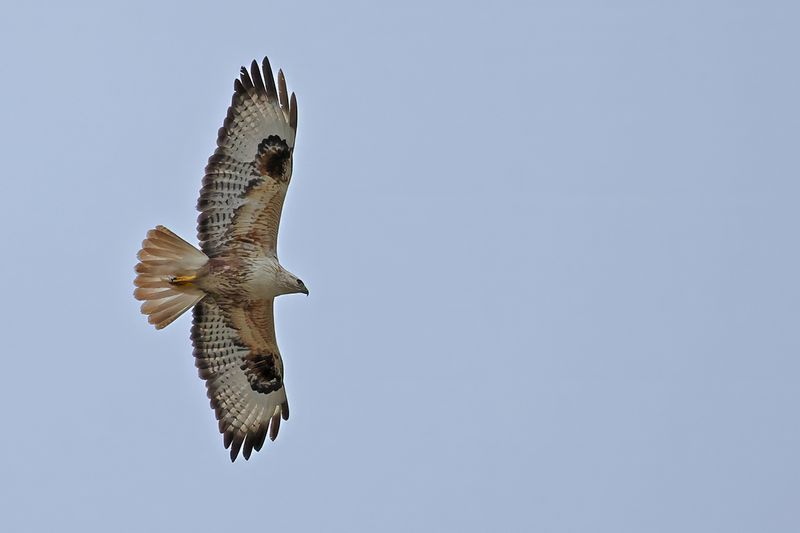 Long-legged Buzzard (Buteo rufinus)
