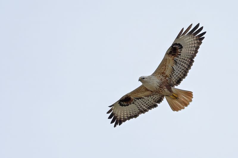 Long-legged Buzzard (Buteo rufinus)
