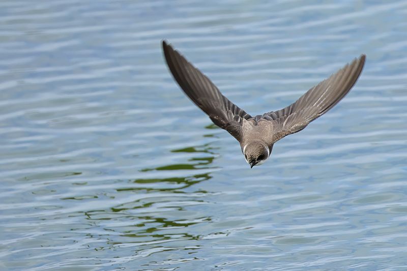 Sand Martin (Riparia riparia)