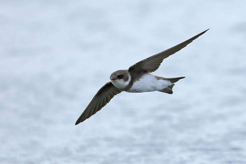 Sand Martin (Riparia riparia)