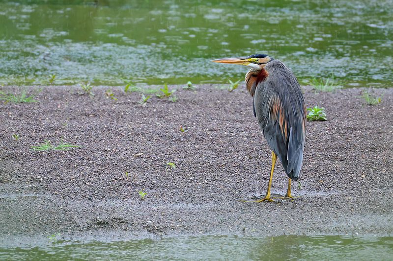 Purple Heron (Ardea purpurea)