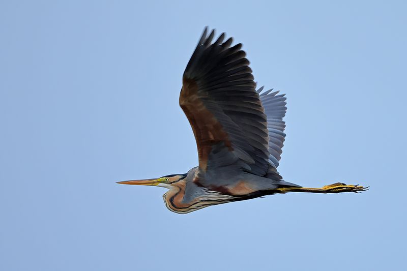 Purple Heron (Ardea purpurea)