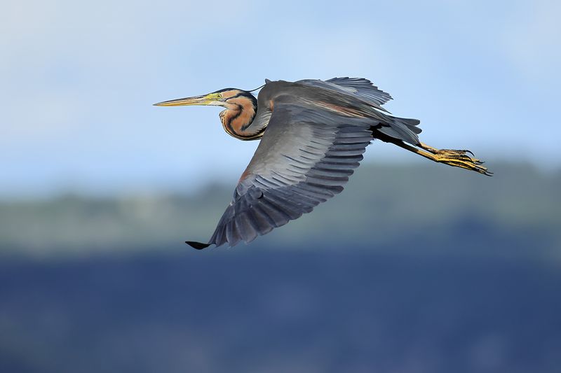Purple Heron (Ardea purpurea)