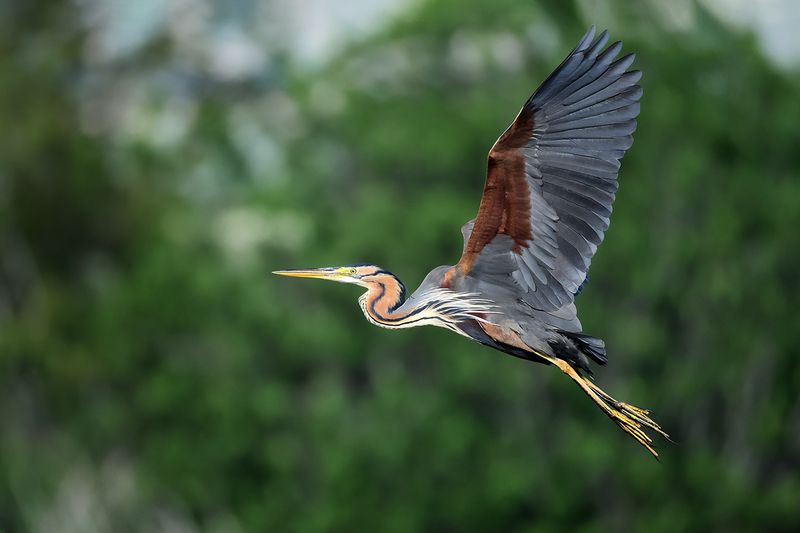 Purple Heron (Ardea purpurea)