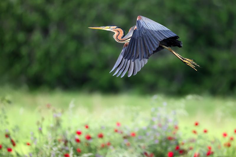 Purple Heron (Ardea purpurea) 