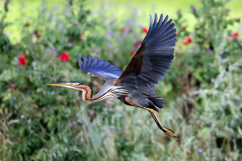 Purple Heron (Ardea purpurea) 