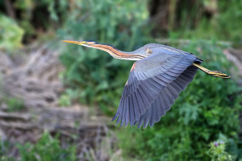 Purple Heron (Ardea purpurea) 