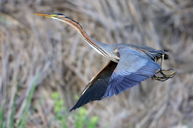 Purple Heron (Ardea purpurea) 