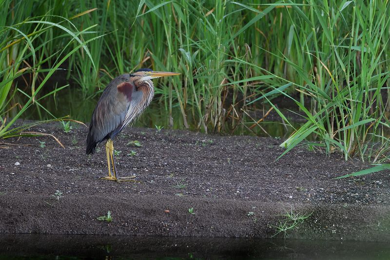 Purple Heron (Ardea purpurea) 