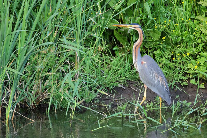 Purple Heron (Ardea purpurea) 