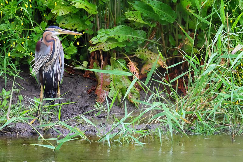 Purple Heron (Ardea purpurea) 