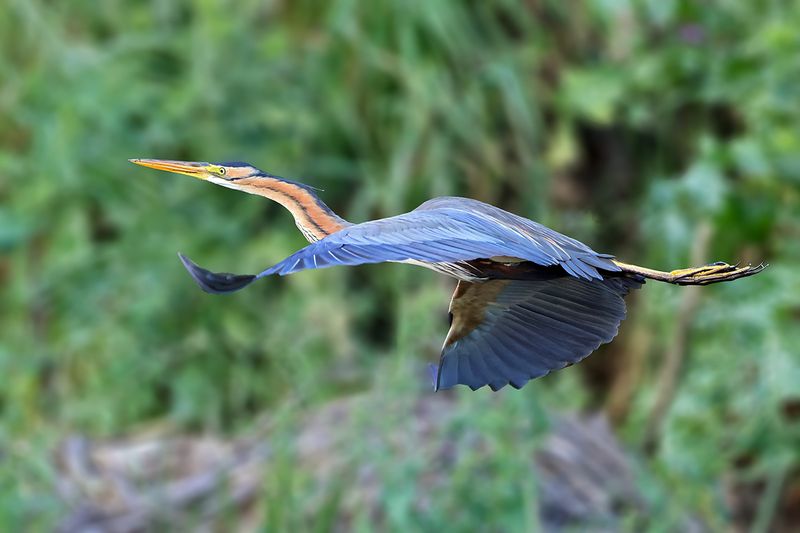 Purple Heron (Ardea purpurea) 