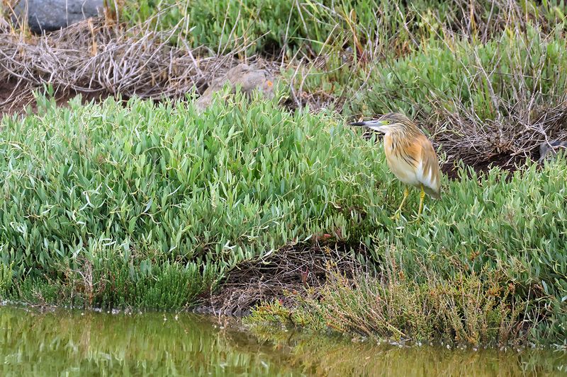 Squacco Heron (Ardeola ralloides)