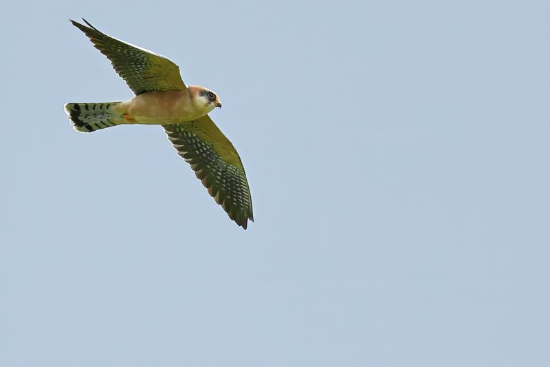Red Footed Falcon (Falco vespertinus)