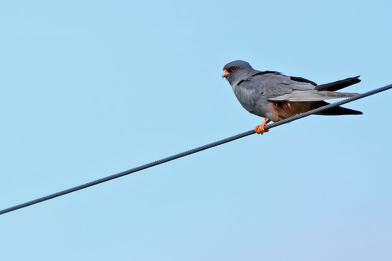 Red Footed Falcon (Falco vespertinus)