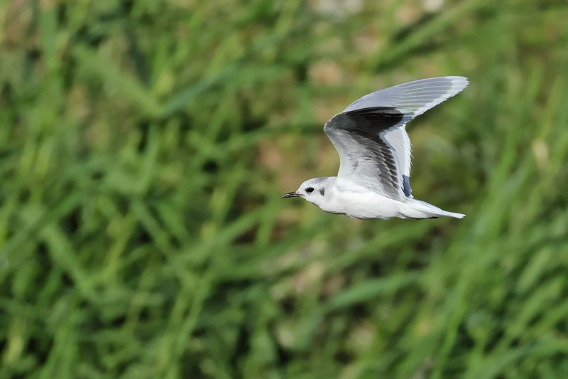 Little Gull (Hydrocoloeus minutus)