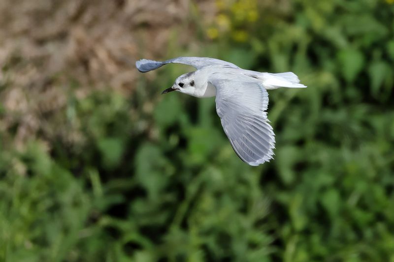 Little Gull (Hydrocoloeus minutus)