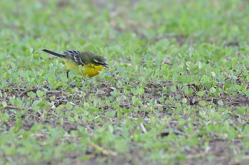 Yellow Wagtail (Motacilla - flava) Ssp: Dombrowskii