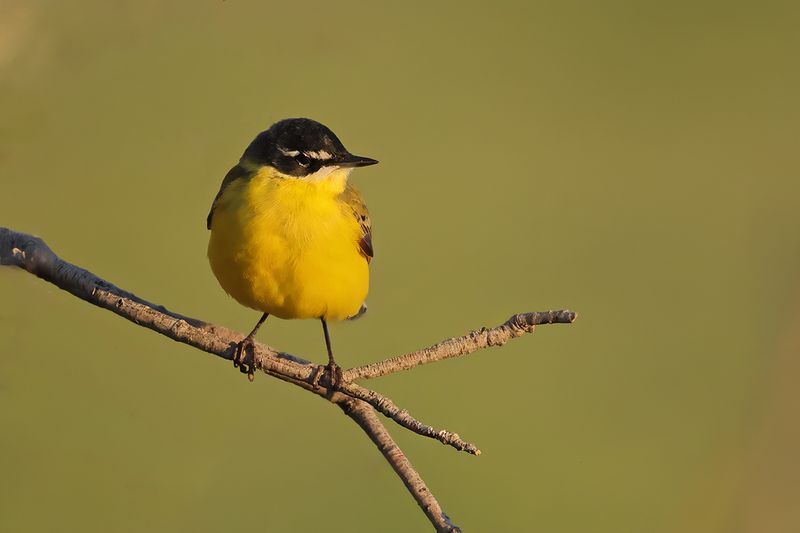 Yellow Wagtail (Motacilla - flava) Ssp: Superciliaris
