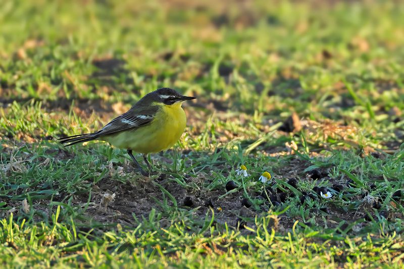 Yellow Wagtail (Motacilla - flava) Ssp: Superciliaris