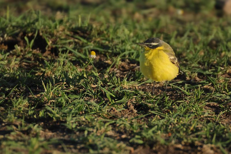 Yellow Wagtail (Motacilla - flava) Ssp: superciliaris ?