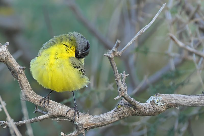 Yellow Wagtail (Motacilla - flava)