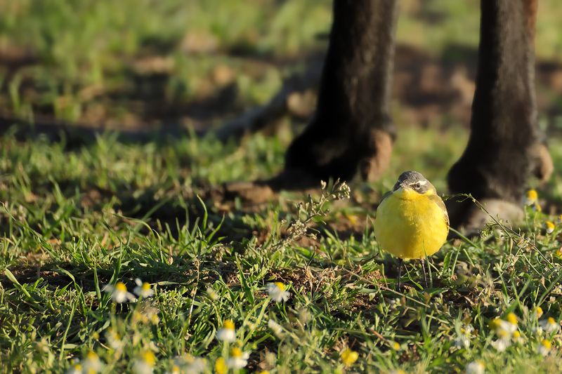Yellow Wagtail (Motacilla - flava)