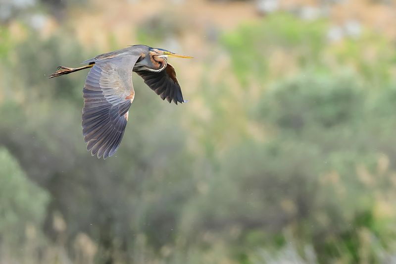 Purple Heron (Ardea purpurea) 