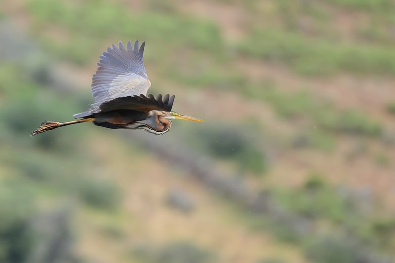 Purple Heron (Ardea purpurea) 
