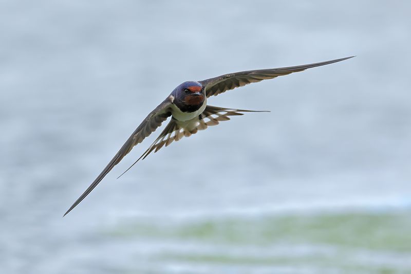 Barn Swallow (Hirundo rustica)
