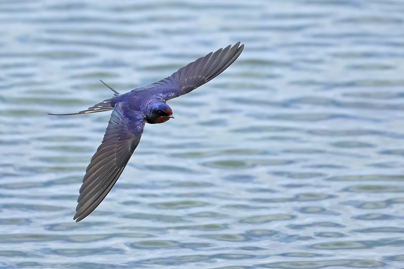 Barn Swallow (Hirundo rustica)