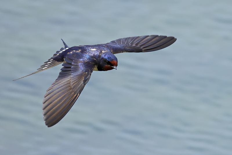 Barn Swallow (Hirundo rustica)
