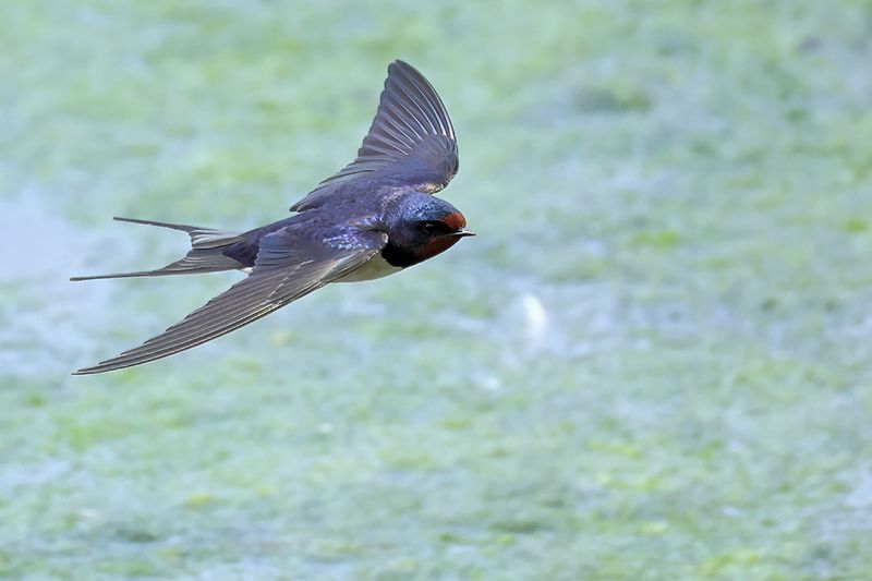 Barn Swallow (Hirundo rustica)