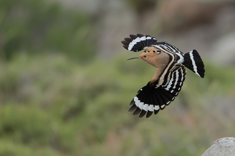 Hoopoe (Upupa epops)
