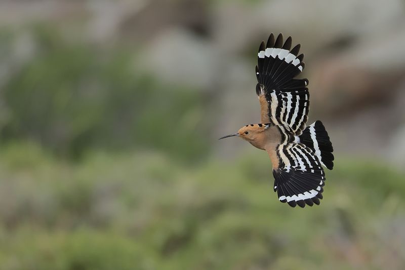 Hoopoe (Upupa epops)