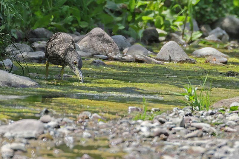 Black-crowned Night Heron ( Nycticorax nycticorax) 
